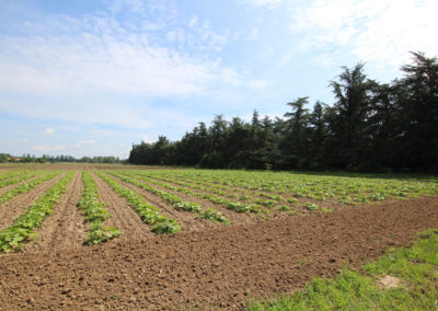 Ferme des nebouts - CAB - Prigonrieux (13)