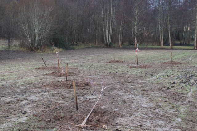 Plantation Ecole de Lembras