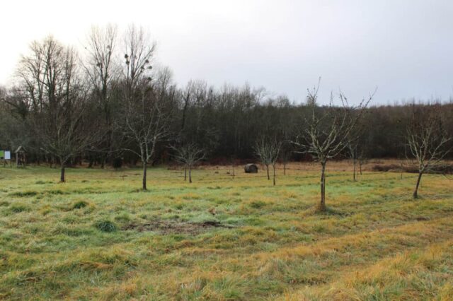 Plantation Ecole de Lembras
