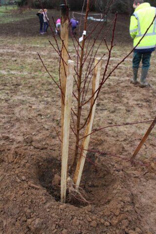 Plantation Ecole de Lembras