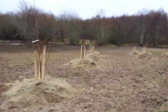 Plantation Ecole de Lembras