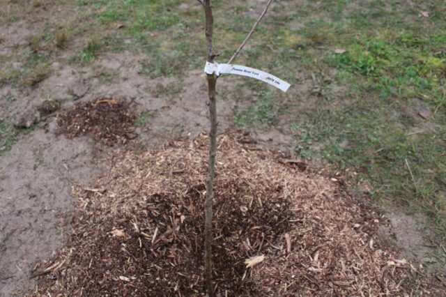 Plantation du verger à Creysse