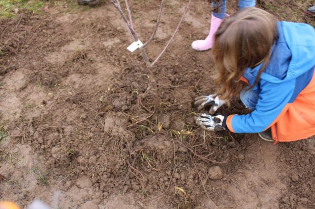 Plantation du verger à Creysse